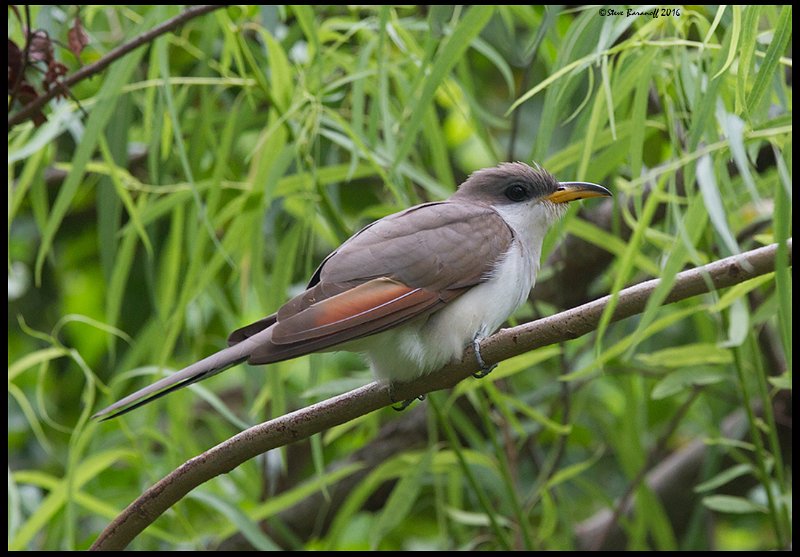 _6SB1424 yellow-billed cuckoo.jpg